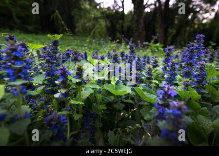 Muscari blüht. Muscari armeniacum. Traubenhyazinthen. Blaue Blume auf orangefarbenem Hintergrund Stockfoto