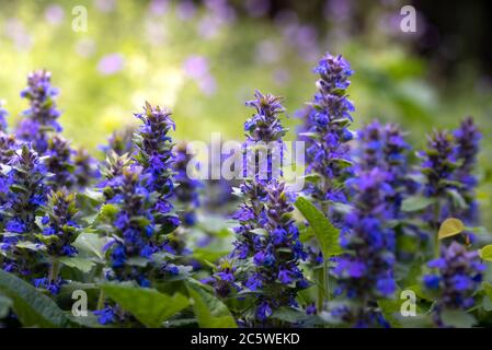 Muscari blüht. Muscari armeniacum. Traubenhyazinthen. Blaue Blume auf orangefarbenem Hintergrund Stockfoto