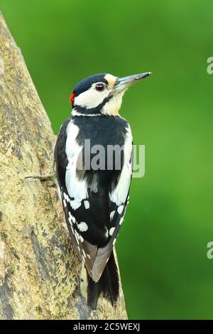 Erwachsener Männchen großer Specht (Dendrocopos major) klettert auf Baumstumpf, zeigt rote Nape Markierung. Grüne Eiche Woodland Hintergrund. Juni 2020 Stockfoto