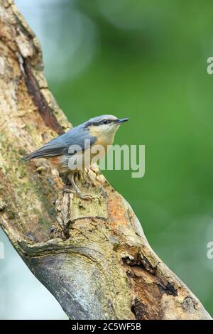 Erwachsene eurasische Nuthatch (Sitta europaea) auf Stamm. Staffordshire, Großbritannien, Juni 2020 Stockfoto