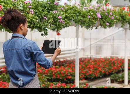 Automatisierung von Prozessen in der Orangerie. afroamerikanische Frau hält Tablette mit leerem Bildschirm und arbeitet im Gewächshaus mit Blumen Stockfoto