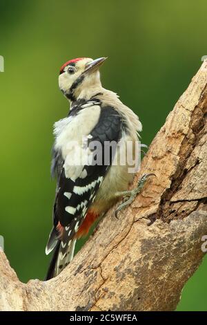 Jungtier-Buntspecht (Dendrocopos major) klettert auf Baumstumpf und zeigt unreifes Gefieder. Grüne Eiche Woodland Hintergrund. Juni 2020 Stockfoto