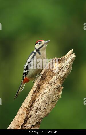 Jungtier-Buntspecht (Dendrocopos major) klettert auf Baumstumpf und zeigt unreifes Gefieder. Grüne Eiche Woodland Hintergrund. Juni 2020 Stockfoto