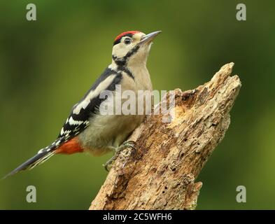 Jungtier-Buntspecht (Dendrocopos major) klettert auf Baumstumpf und zeigt unreifes Gefieder. Grüne Eiche Woodland Hintergrund. Juni 2020 Stockfoto