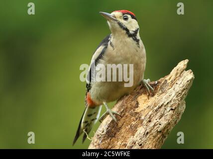 Jungtier-Buntspecht (Dendrocopos major) klettert auf Baumstumpf und zeigt unreifes Gefieder. Grüne Eiche Woodland Hintergrund. Juni 2020 Stockfoto
