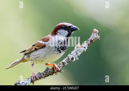 Männliche Haussperling in Mitte Wales Stockfoto