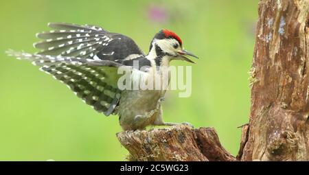 Jungtier-Buntspecht (Dendrocopos major) klettert auf Baumstumpf und zeigt unreifes Gefieder. Grüne Eiche Woodland Hintergrund. Juni 2020 Stockfoto