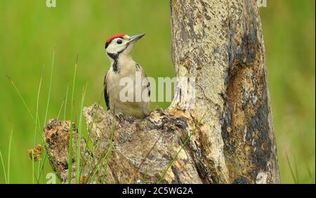 Jungtier-Buntspecht (Dendrocopos major) klettert auf Baumstumpf und zeigt unreifes Gefieder. Grüne Eiche Woodland Hintergrund. Juni 2020 Stockfoto