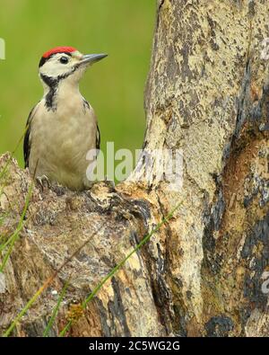 Jungtier-Buntspecht (Dendrocopos major) klettert auf Baumstumpf und zeigt unreifes Gefieder. Grüne Eiche Woodland Hintergrund. Juni 2020 Stockfoto