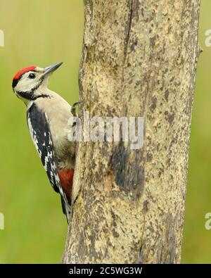 Jungtier-Buntspecht (Dendrocopos major) klettert auf Baumstumpf und zeigt unreifes Gefieder. Grüne Eiche Woodland Hintergrund. Juni 2020 Stockfoto