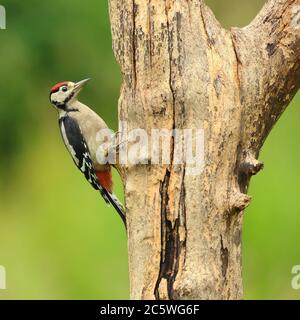 Jungtier-Buntspecht (Dendrocopos major) klettert auf Baumstumpf und zeigt unreifes Gefieder. Grüne Eiche Woodland Hintergrund. Juni 2020 Stockfoto
