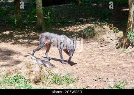Schwarze Wölfe im Tiergarten Gerolstein. Hochwertige Fotos Stockfoto