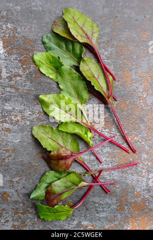 Beta vulgaris 'Boltardy'. Frische, junge Rote Bete Blätter. VEREINIGTES KÖNIGREICH Stockfoto