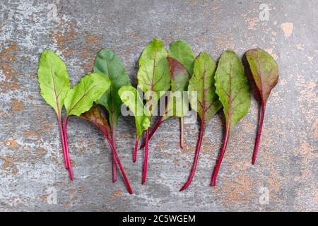 Beta vulgaris 'Boltardy'. Frische, junge Rote Bete Blätter. VEREINIGTES KÖNIGREICH Stockfoto