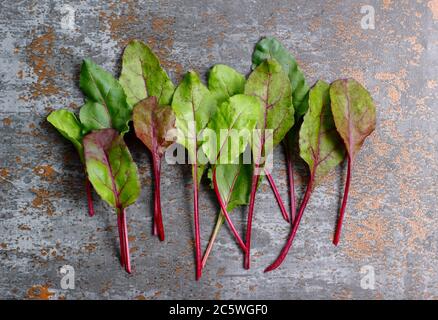 Beta vulgaris 'Boltardy'. Frische, junge Rote Bete Blätter. VEREINIGTES KÖNIGREICH Stockfoto