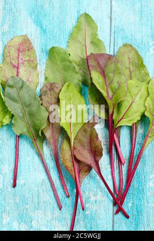 Beta vulgaris 'Boltardy'. Frische, junge Rote Bete Blätter. VEREINIGTES KÖNIGREICH Stockfoto