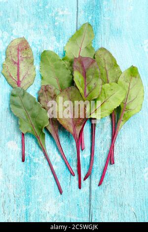 Beta vulgaris 'Boltardy'. Frische, junge Rote Bete Blätter. VEREINIGTES KÖNIGREICH Stockfoto