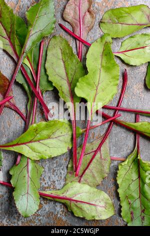 Beta vulgaris 'Boltardy'. Frische, junge Rote Bete Blätter. VEREINIGTES KÖNIGREICH Stockfoto