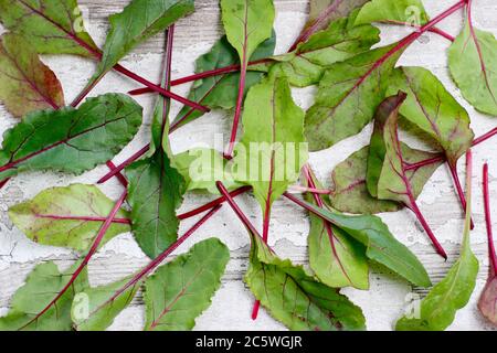 Beta vulgaris 'Boltardy'. Frische, junge Rote Bete Blätter. VEREINIGTES KÖNIGREICH Stockfoto