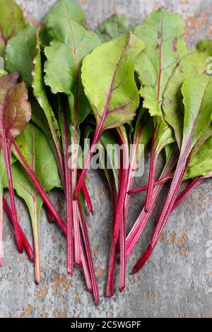 Beta vulgaris 'Boltardy'. Frische, junge Rote Bete Blätter. VEREINIGTES KÖNIGREICH Stockfoto