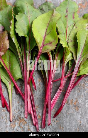 Beta vulgaris 'Boltardy'. Frische, junge Rote Bete Blätter. VEREINIGTES KÖNIGREICH Stockfoto