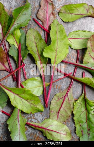 Beta vulgaris 'Boltardy'. Frische, junge Rote Bete Blätter. VEREINIGTES KÖNIGREICH Stockfoto