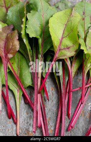 Beta vulgaris 'Boltardy'. Frische, junge Rote Bete Blätter. VEREINIGTES KÖNIGREICH Stockfoto