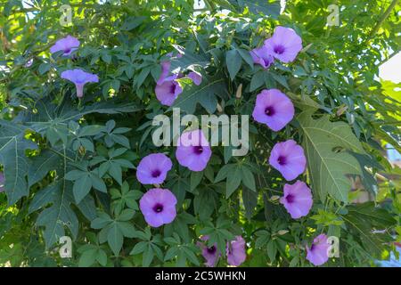 Ipomoea cairica, Eisenbahnzuchtboot. Eine hervorragende bunte voll blühende Blumen, rosa lila Texturen. Schweben über die hellgrünen Blätter mit Stockfoto