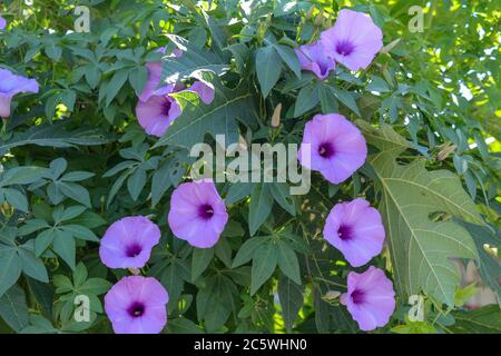 Ipomoea cairica, Eisenbahnzuchtboot. Eine hervorragende bunte voll blühende Blumen, rosa lila Texturen. Schweben über die hellgrünen Blätter mit Stockfoto