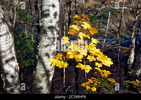 Nahaufnahme eines Ahornblattes im Tal der Kiefern und Birken Stockfoto