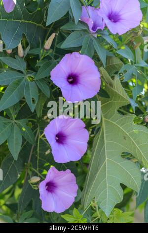 Ipomoea cairica, Eisenbahnzuchtboot. Eine hervorragende bunte voll blühende Blumen, rosa lila Texturen. Schweben über die hellgrünen Blätter mit Stockfoto