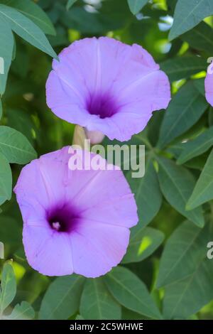 Hell Lavendel Blume Ipomoea cairica Nahaufnahme. Rosa Blume auf einem Hintergrund von grünen Blättern Stockfoto