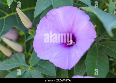 Hell Lavendel Blume Ipomoea cairica Nahaufnahme. Rosa Blume auf einem Hintergrund von grünen Blättern Stockfoto