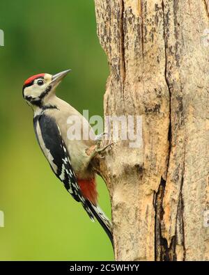 Jungtier-Buntspecht (Dendrocopos major) klettert auf Baumstumpf und zeigt unreifes Gefieder. Grüne Eiche Woodland Hintergrund. Juni 2020 Stockfoto