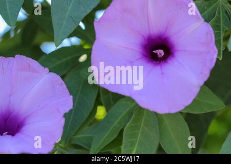 Hell Lavendel Blume Ipomoea cairica Nahaufnahme. Rosa Blume auf einem Hintergrund von grünen Blättern Stockfoto