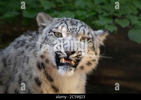 Junge weibliche Schneeleopard Stockfoto