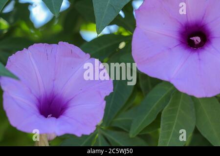 Hell Lavendel Blume Ipomoea cairica Nahaufnahme. Rosa Blume auf einem Hintergrund von grünen Blättern Stockfoto