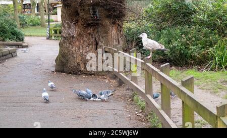 Mittagessen in den Royal Pavilion Gardens, Brighton, Großbritannien. Die Vögel ernähren sich von der Nahrung, die ein Besucher hinterlassen hat, und ein graues Eichhörnchen klettert einen Baum hinunter, um sich ihnen anzuschließen. Stockfoto