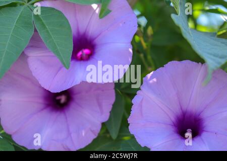 Hell Lavendel Blume Ipomoea cairica Nahaufnahme. Rosa Blume auf einem Hintergrund von grünen Blättern Stockfoto