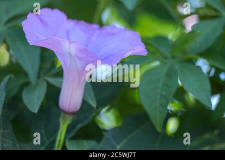 Hell Lavendel Blume Ipomoea cairica Nahaufnahme. Rosa Blume auf einem Hintergrund von grünen Blättern Stockfoto