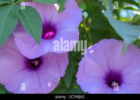 Hell Lavendel Blume Ipomoea cairica Nahaufnahme. Rosa Blume auf einem Hintergrund von grünen Blättern Stockfoto