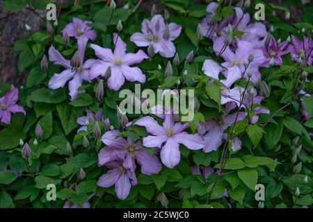 Lila Clematis im Schatten. Stockfoto