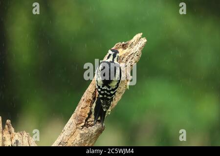 Jungtier-Buntspecht (Dendrocopos major) klettert auf Baumstumpf und zeigt unreifes Gefieder. Grüne Eiche Woodland Hintergrund. Juni 2020 Stockfoto