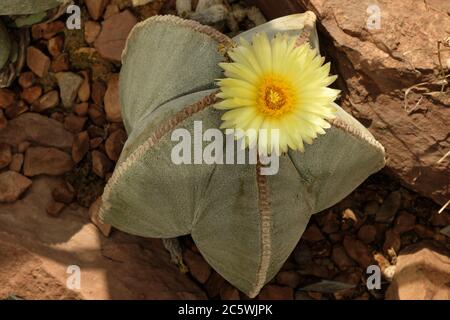 Seesterne geformter blühender Kaktus im Botanischen Garten Oslo. Bishop's Cap, Bishop's Hut, Mönchshut, Diakone Hut. Astrophytum myriostigma. Stockfoto