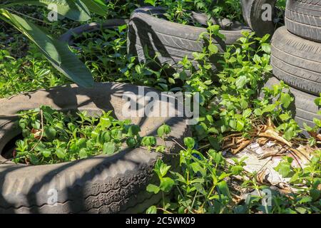 Ein alter Autoreifen ist im Wald geblieben. Übersät mit der natürlichen Umgebung. Jahreszeit des Sommers. Illegale Müllentsorgung. Alte Autoreifen in der Natur Stockfoto