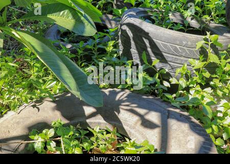 Ein alter Autoreifen ist im Wald geblieben. Übersät mit der natürlichen Umgebung. Jahreszeit des Sommers. Illegale Müllentsorgung. Alte Autoreifen in der Natur Stockfoto