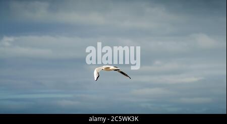 Möwe im Flug gegen einen blauen und wolkigen Himmel, aufsteigend mit ausgebreiteten Flügeln. Stockfoto