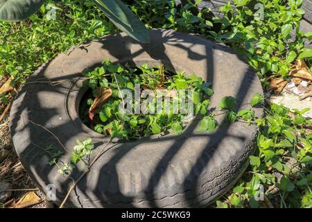 Ein alter Autoreifen ist im Wald geblieben. Übersät mit der natürlichen Umgebung. Jahreszeit des Sommers. Illegale Müllentsorgung. Alte Autoreifen in der Natur Stockfoto