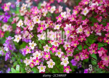Schöne farbige Moos blüht nach dem Regen, natürliche florale Hintergrund, kleine Tiefenschärfe Stockfoto