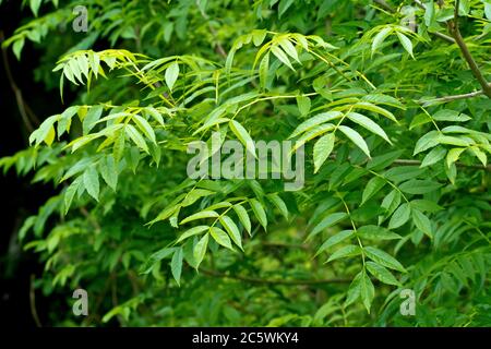 Esche (fraxinus excelsior), Nahaufnahme der frischen grünen Blätter des Baumes im Frühjahr. Stockfoto